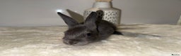 Mixed Breed rabbits for sale: Mixed Mini Rex breed  - Advert 3