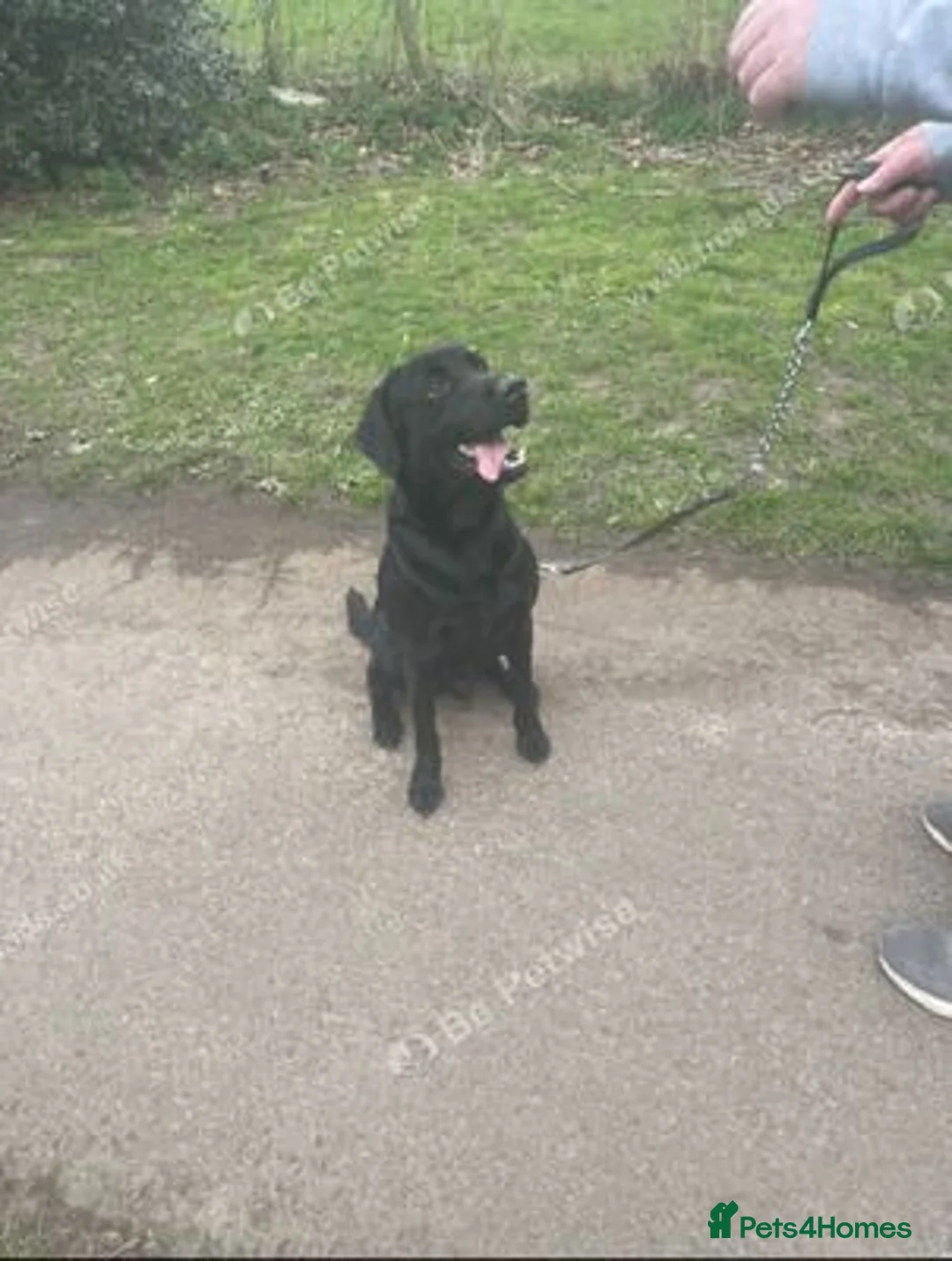 Labrador Retriever dogs for sale: Stunning and lovely male needs a new home in Cardiff - Advert 5