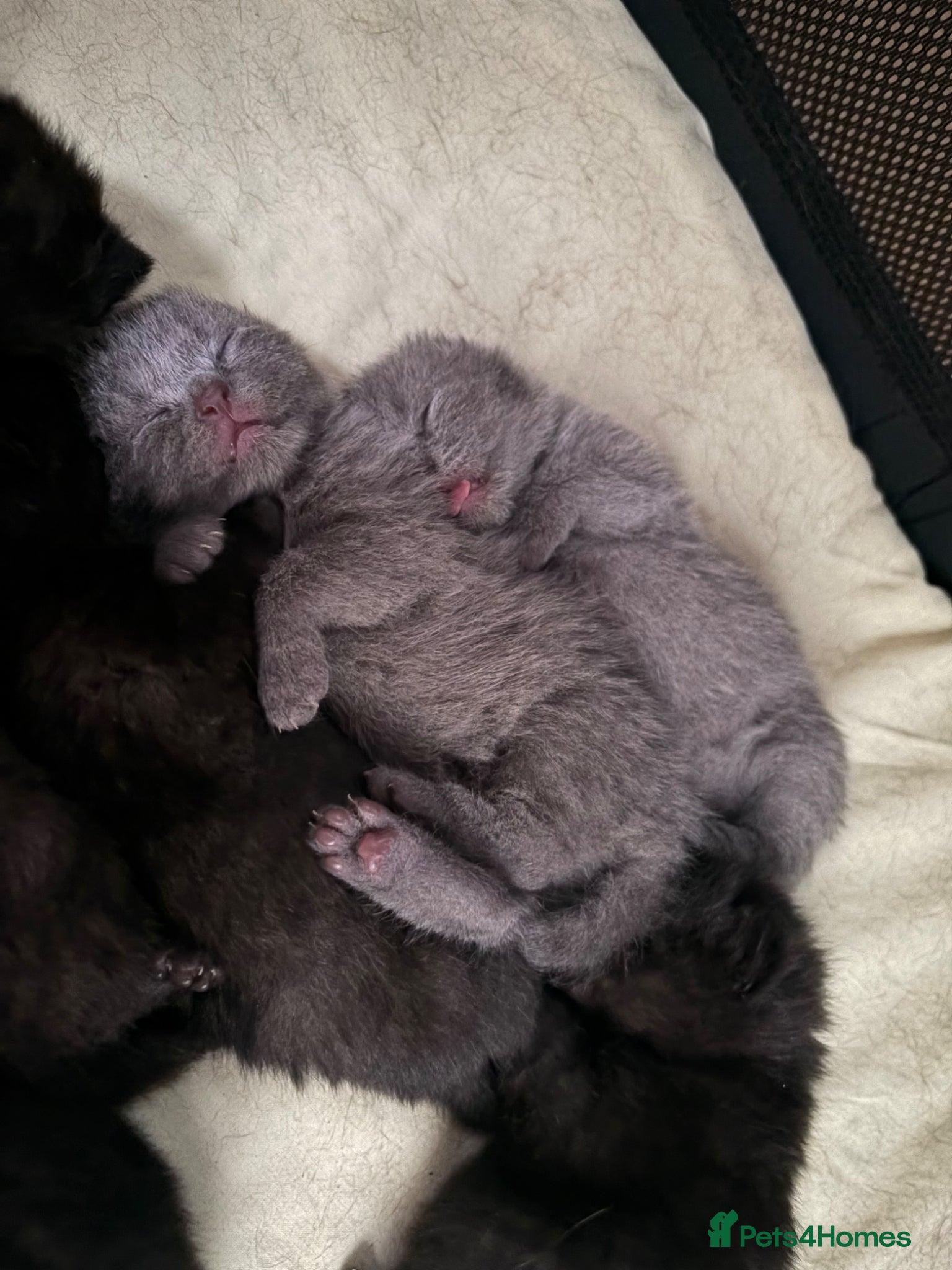 Scottish Fold cats SCOTTISH FOLDS 🥰 - Advert 5