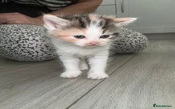 Persian cats for sale: Persian Kittens  - Image 23