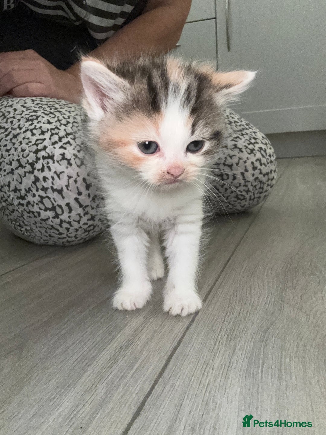 Persian cats for sale: Persian Kittens  - Image 23