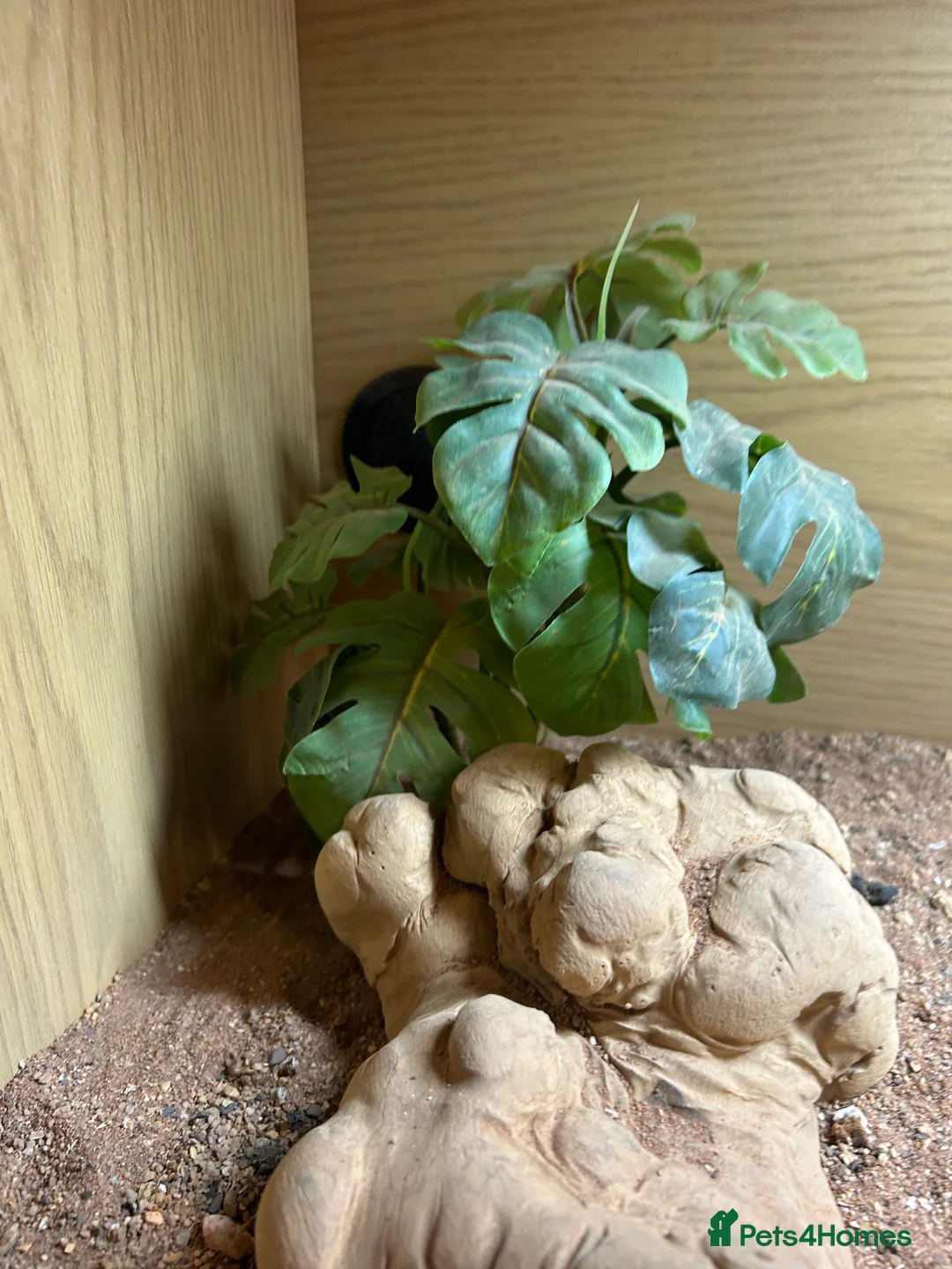 Bearded Dragon reptiles for sale: 1 year old female bearded dragon with enclosure  - Advert 15