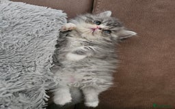 Persian cats for sale: Stuning Persian Girl - Image 8
