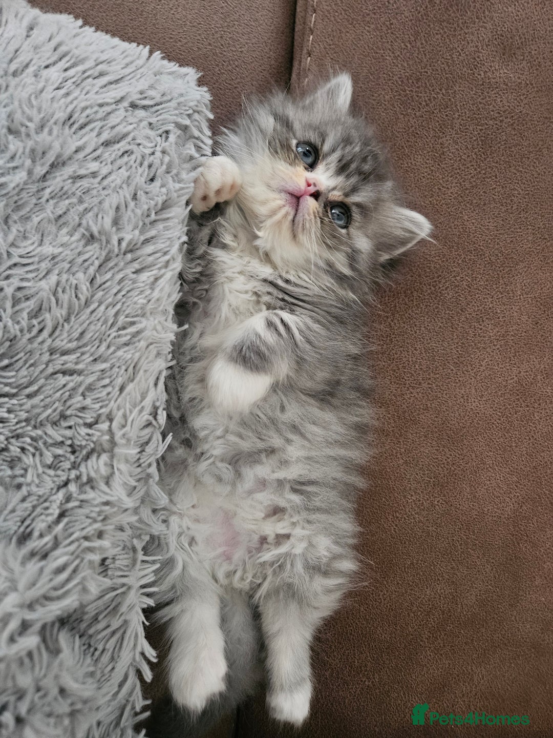 Persian cats for sale: Stuning Persian Girl - Image 8