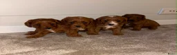 Cavapoo dogs for sale: Beautiful Red F1 Cavapoo puppies - Advert 4