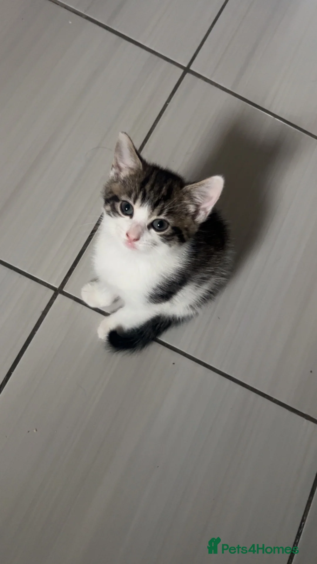 Domestic Shorthair cats for sale: Domestic shorthair tabby kittens  - Advert 4