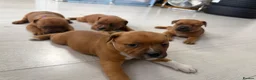 Staffordshire Bull Terrier dogs for sale: 🐾Beautiful Red Staffy Puppies - 2 boys 2 girls 🐾 in Belvedere - Advert 8