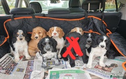 Cocker Spaniel dogs for sale: Cocker Spaniel puppies - Image 1
