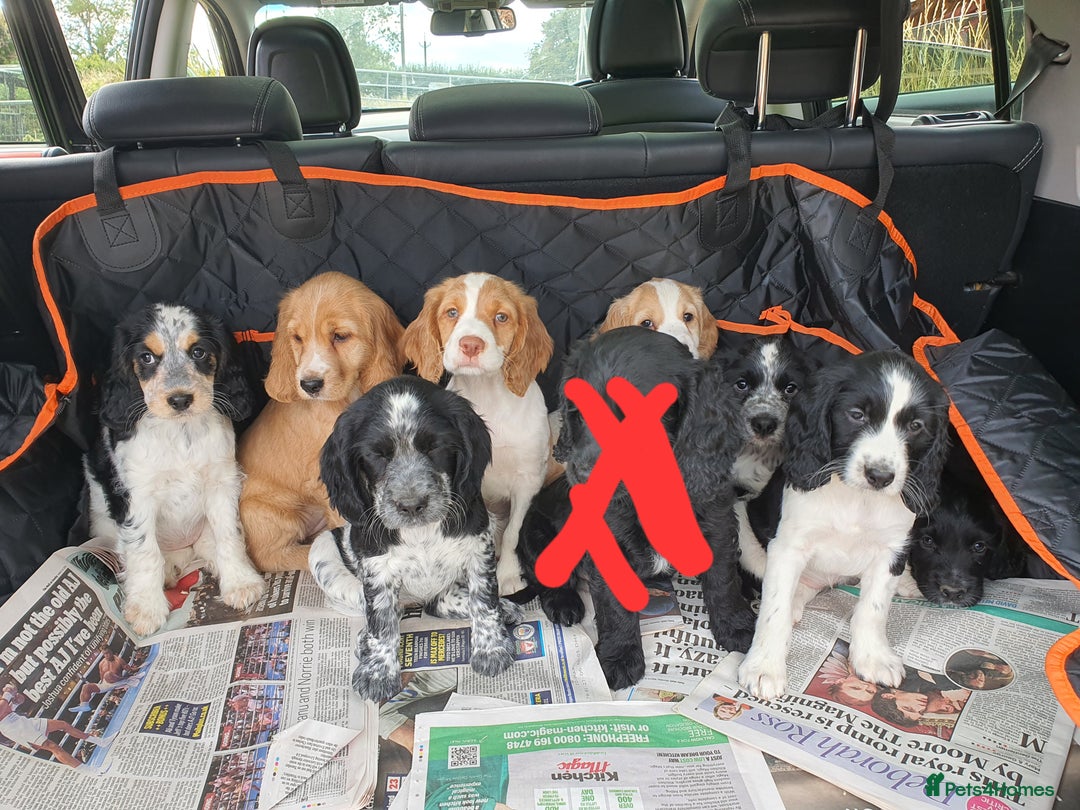 Cocker Spaniel dogs for sale: Cocker Spaniel puppies - Image 1