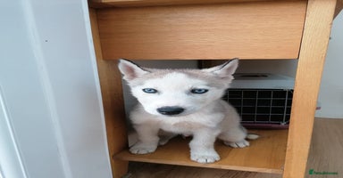 Siberian Husky dogs - Advert 16