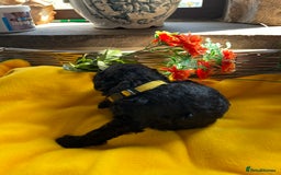 Miniature Poodle dogs for sale: KC Activity registered miniature poodles - Image 6