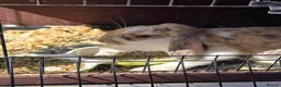 Mixed Breed rabbits for sale: 2 lovely bunnies for sale  - Advert 1