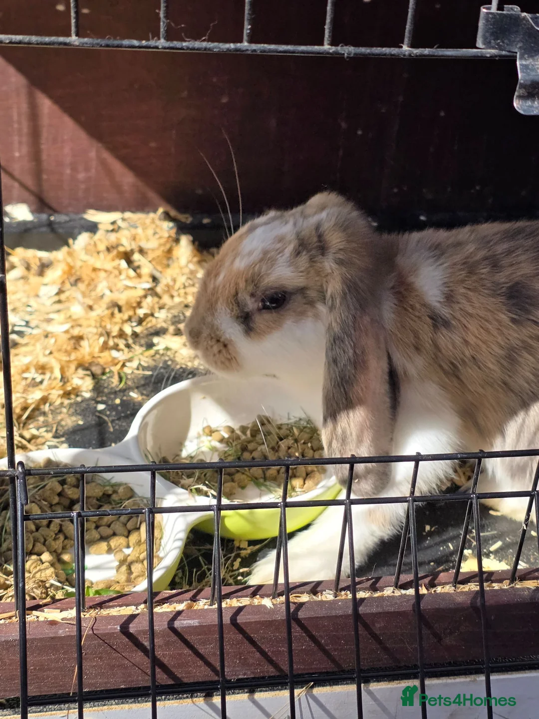 Mixed Breed rabbits for sale: 2 lovely bunnies for sale  - Advert 1