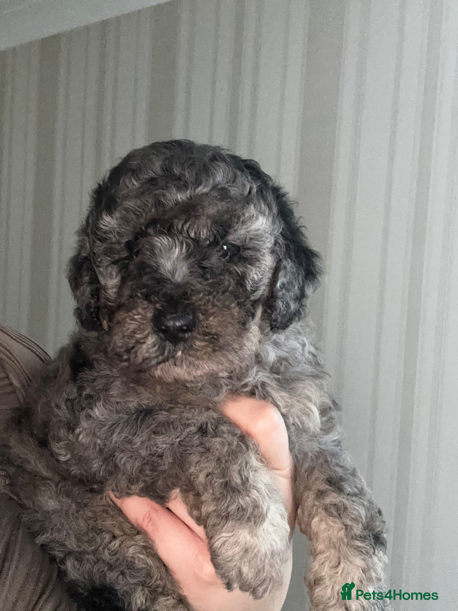 Cockapoo dogs F1B toy cockapoos ready to leave🤩 - Advert 3