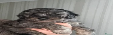 Cockapoo 1
