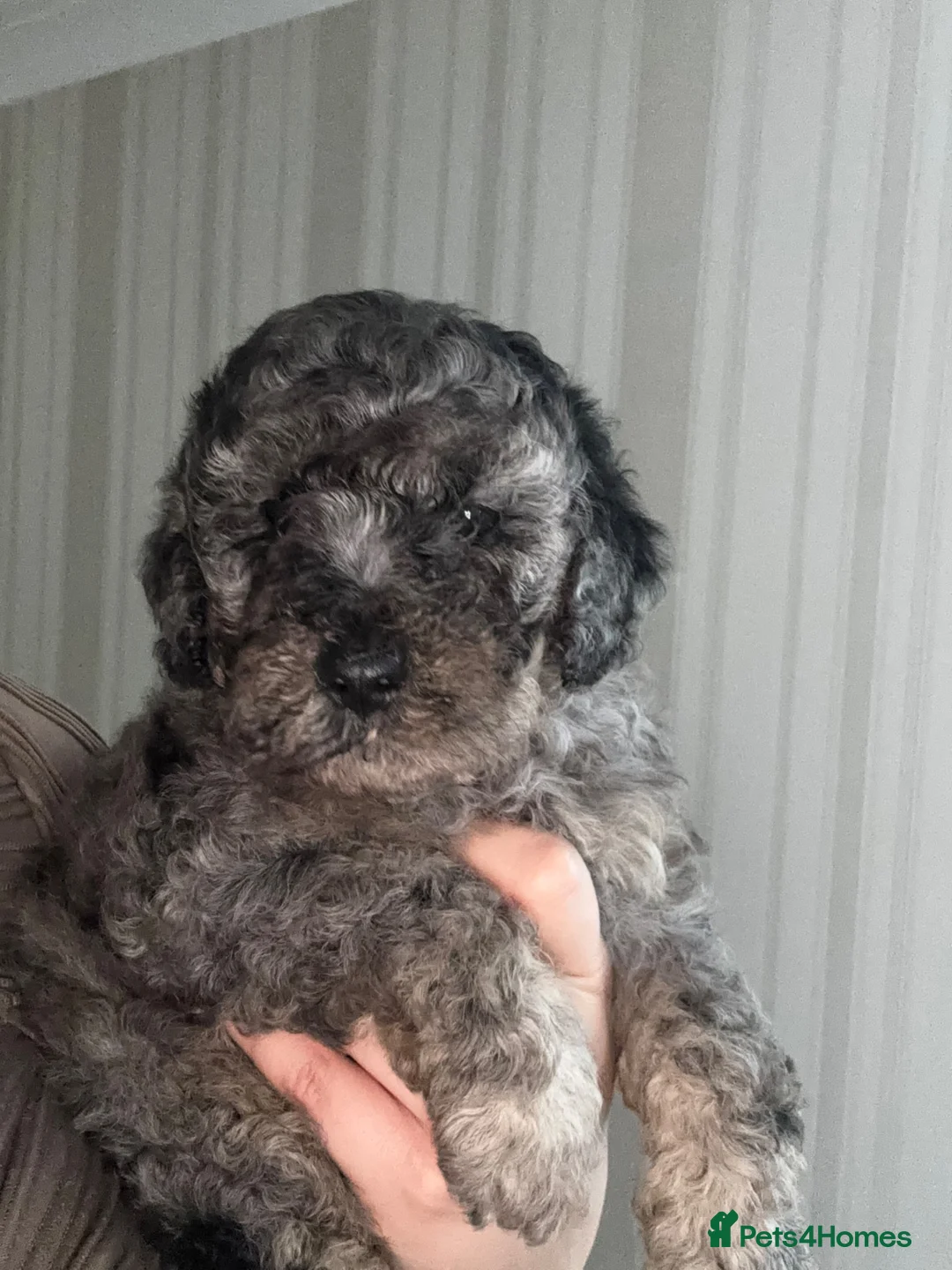 Cockapoo dogs for sale: F1B toy cockapoos ready to leave🤩 in Bradford - Advert 1