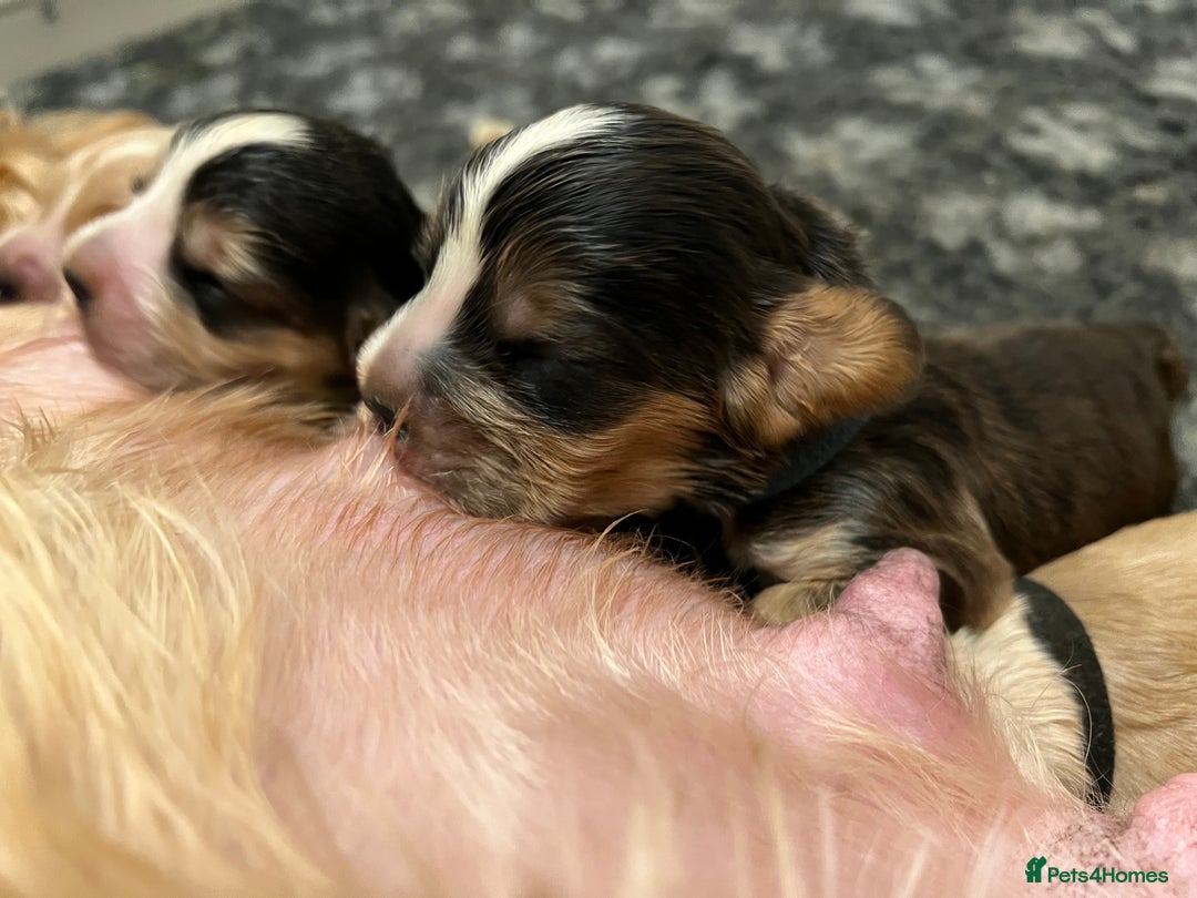 Cocker Spaniel dogs for sale: Exceptional Health Tested Show Cocker Spaniel - Advert 2