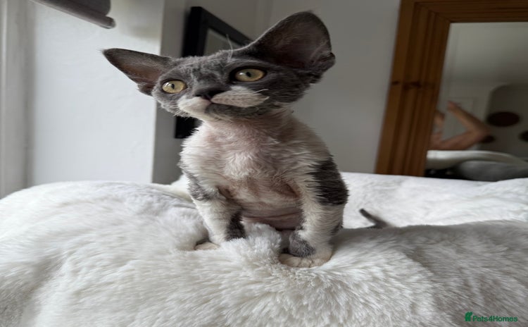 Devon Rex cats - Advert 1