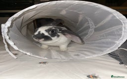 Mixed Breed rabbits for sale: Bonded bunnies  - Image 3