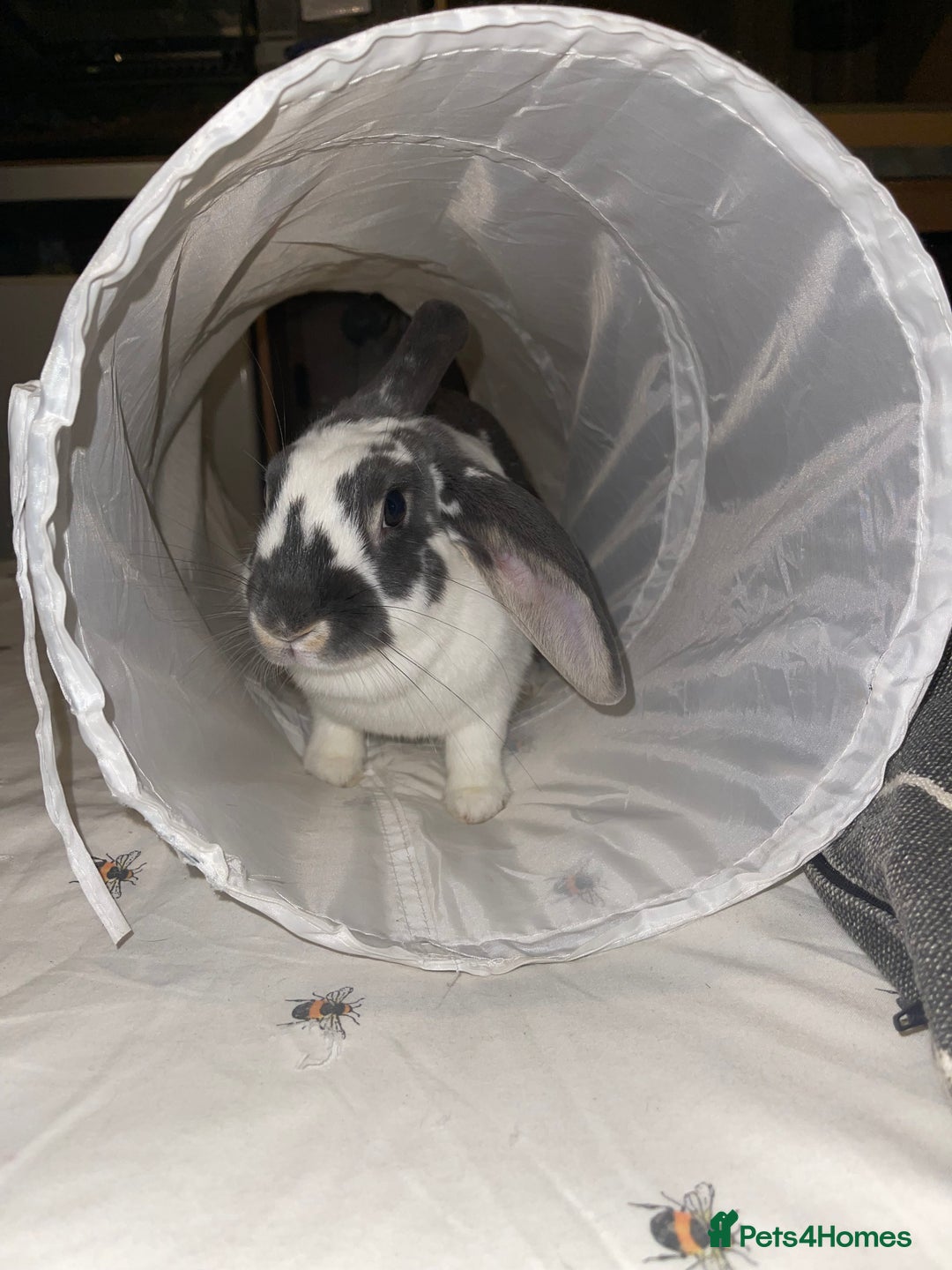 Mixed Breed rabbits for sale: Bonded bunnies  - Image 3