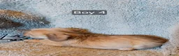Mixed Breed dogs for sale: Norpats ready for our new homes in Telford - Advert 12
