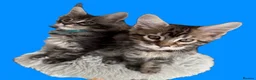 Maine Coon cats for sale: Show quality Maine coon kittens - Advert 24