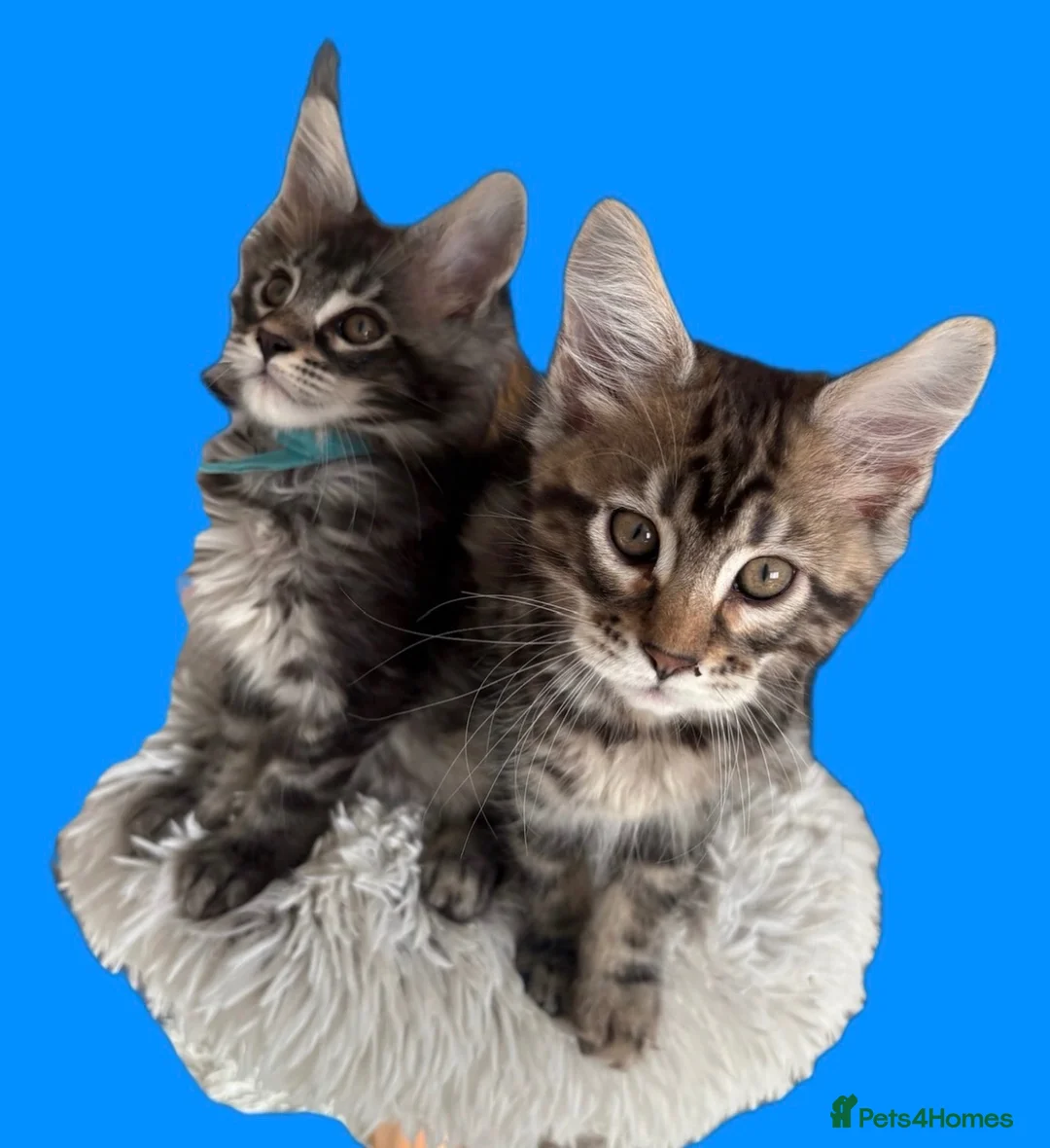 Maine Coon cats for sale: Show quality Maine coon kittens - Advert 24