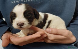 Sprocker dogs for sale: Sprocker ( Springer x Cocker ) pups for sale - Image 9