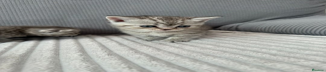 Scottish straight Kitten 3