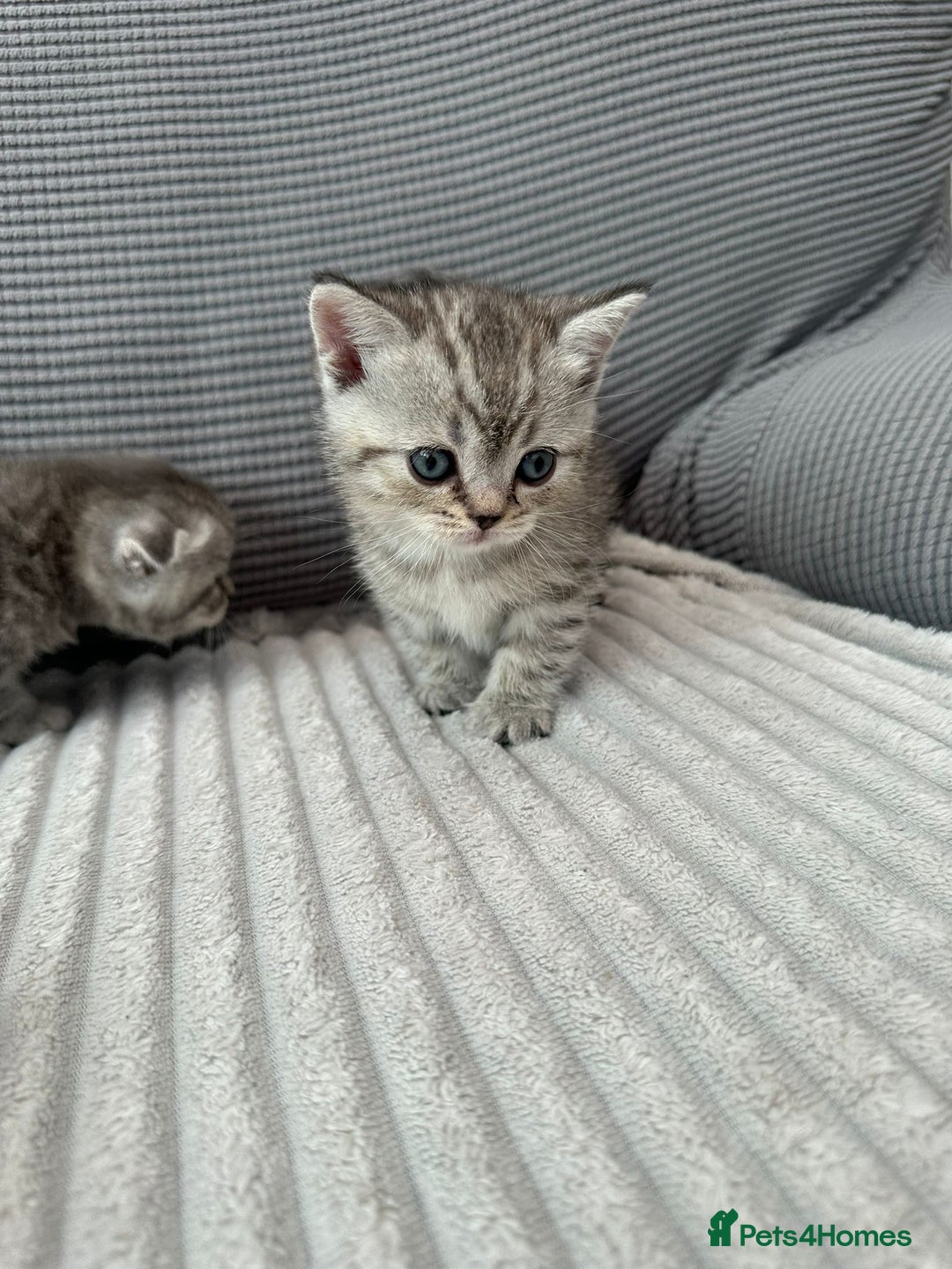 Scottish Fold cats for sale: Scotish fold kittens  - Image 8