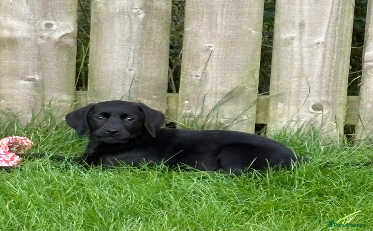 Labrador Retriever dogs - Advert 8