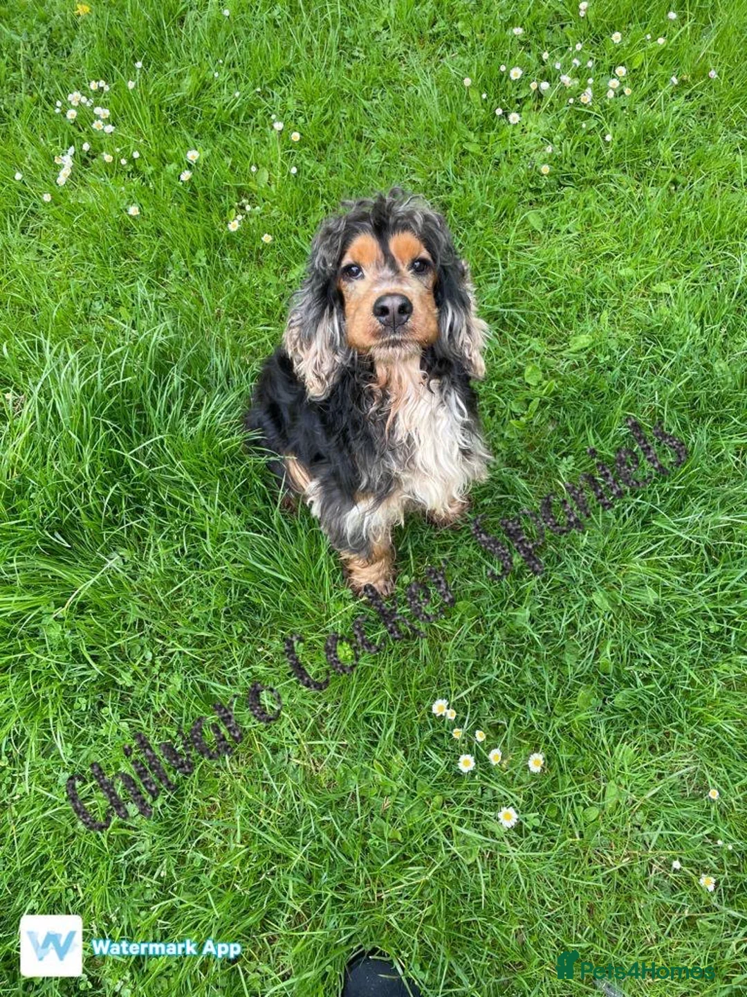 Cocker Spaniel dogs for sale: 4 gorgeous KC cocker spaniel puppies - Advert 3