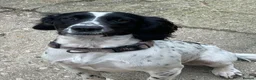 English Springer Spaniel dogs for sale: Beautiful Springer Spaniel Puppies - Advert 3