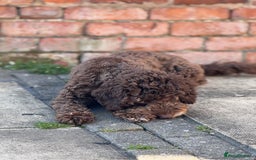 Cockapoo dogs for sale: Cocoa Bean Cockapoo  - Advert 6