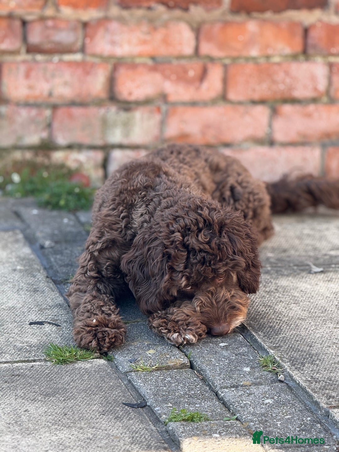 Cockapoo dogs for sale: Cocoa Bean Cockapoo  - Advert 6
