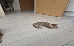 Bengal cats for sale:  🐾Four Beautiful Bengal Kittens🐾 - Image 17