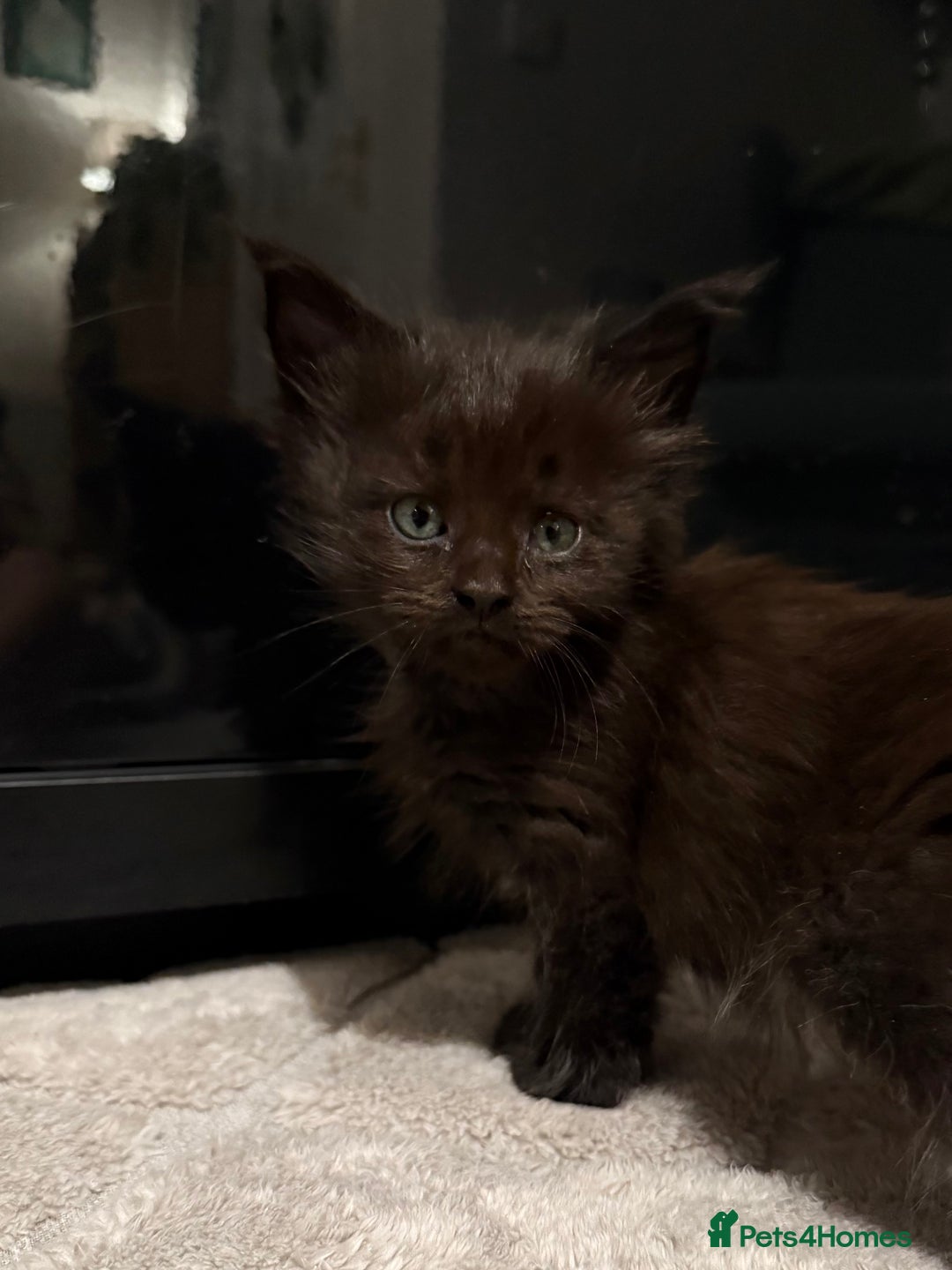 Maine Coon cats for sale: Maine coon kittens - Advert 6