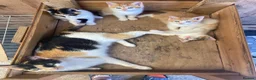 Mixed Breed cats for sale: 10 friendly kittens - Advert 13