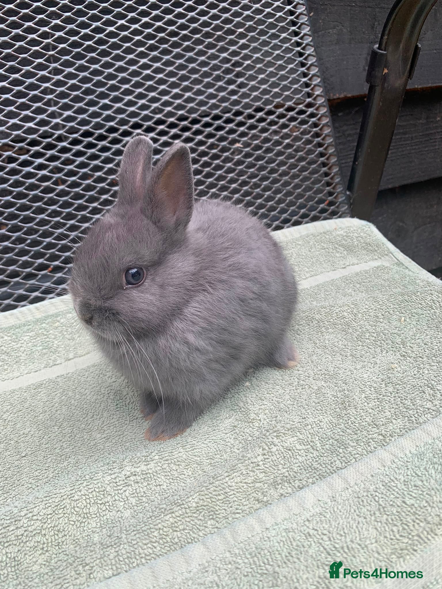 Netherland Dwarf rabbits Netherland Dwarf Rabbits available now - Advert 9