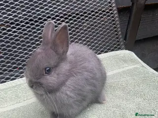 Netherland Dwarf rabbits Netherland Dwarf Rabbits available now - Advert 2