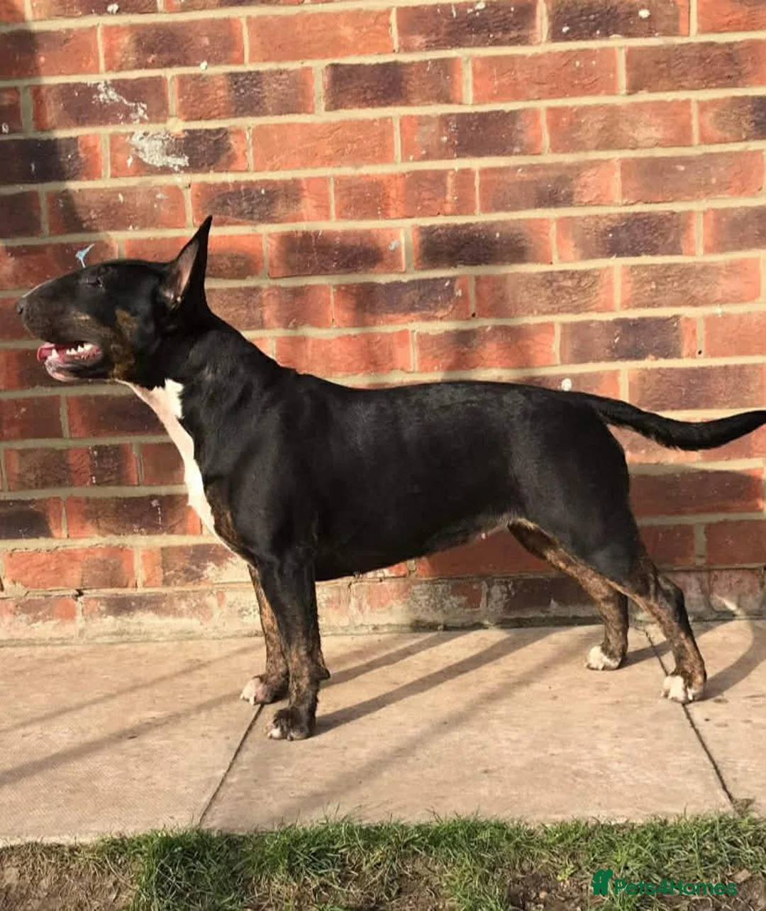 English Bull Terrier dogs for sale: KC registered English Bull Terrier Puppies - Advert 16