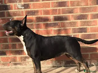 English Bull Terrier dogs KC registered English Bull Terrier Puppies - Advert 5