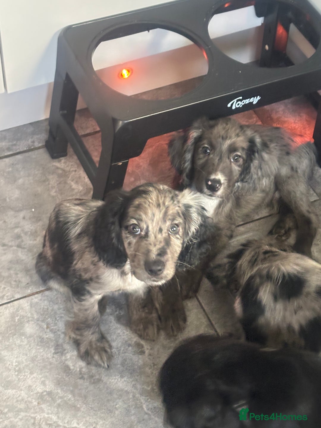 Cocker Spaniel dogs for sale: FINAL REDUCTION working cocker span in Gravesend - Image 20