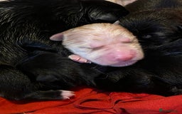 Huskita dogs for sale: Akita puppies  - Image 11