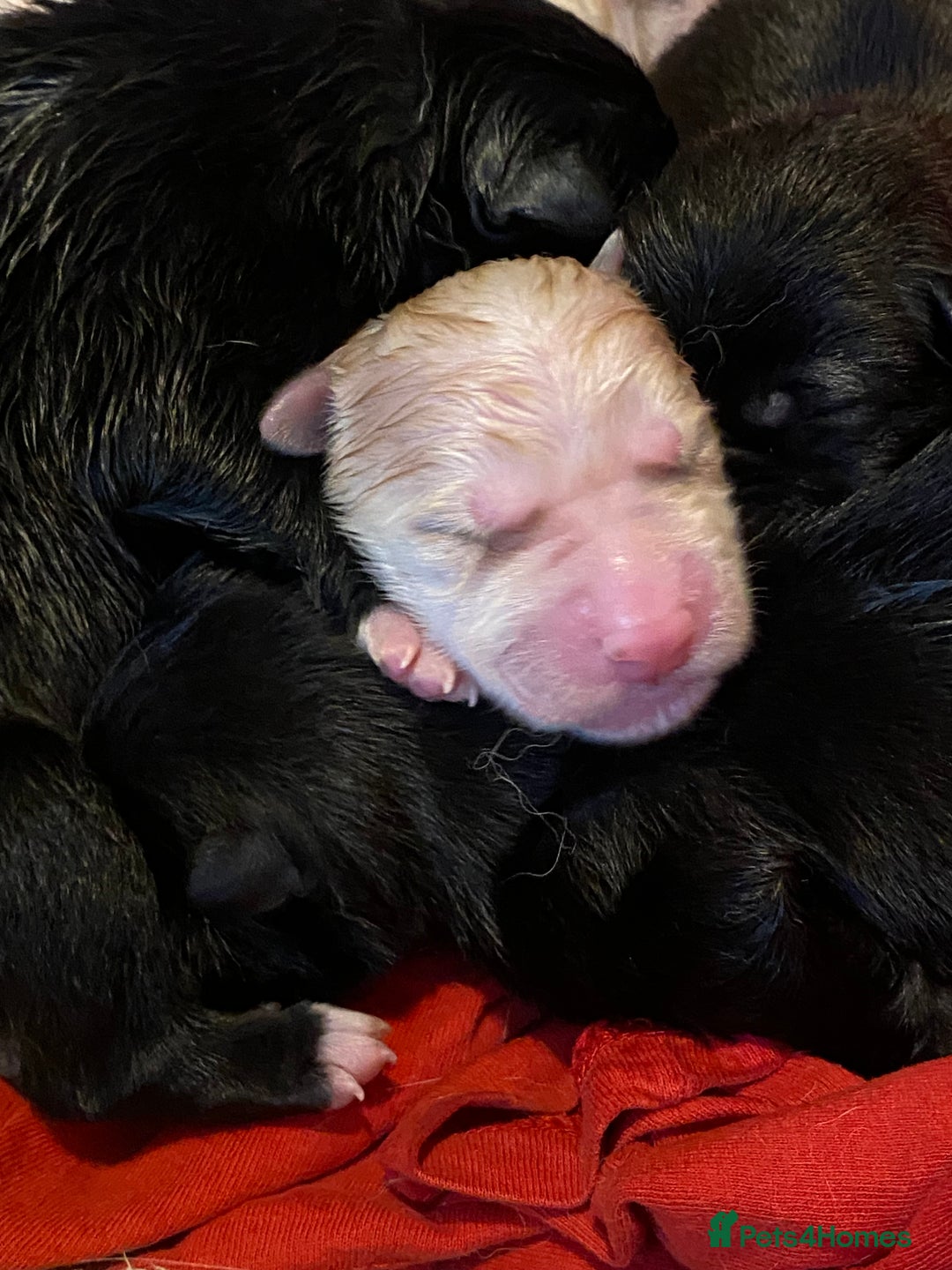 Huskita dogs for sale: Akita puppies  - Image 11
