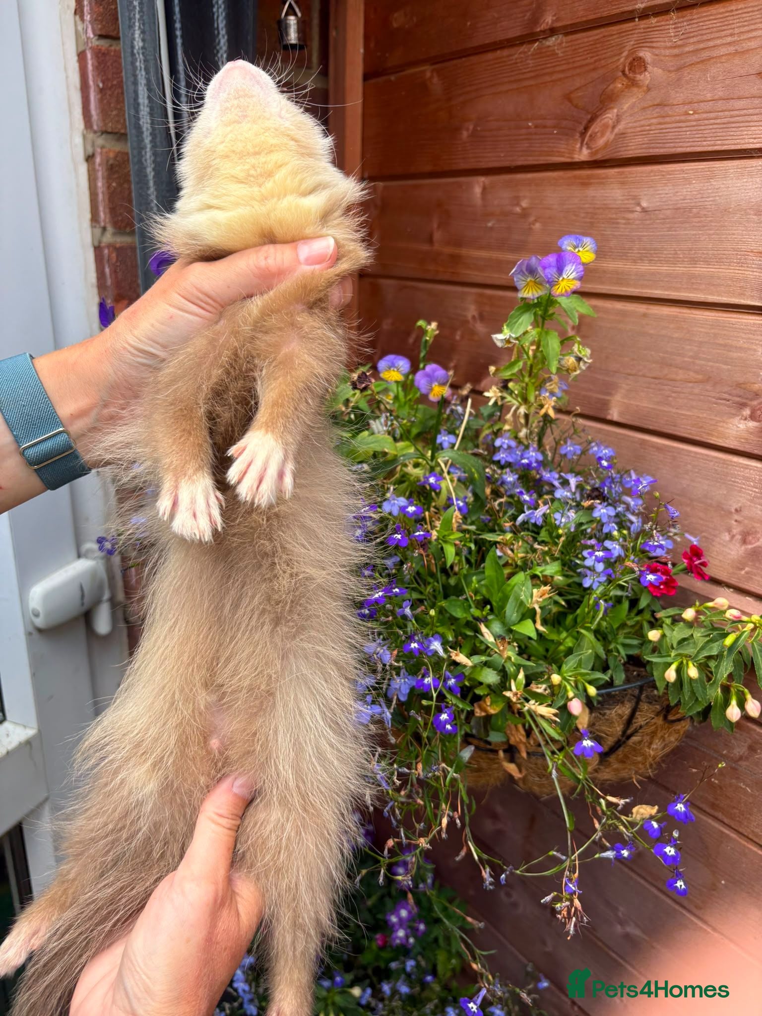 Ferret rodents PEDIGREE ANGORA FERRETS - Advert 2