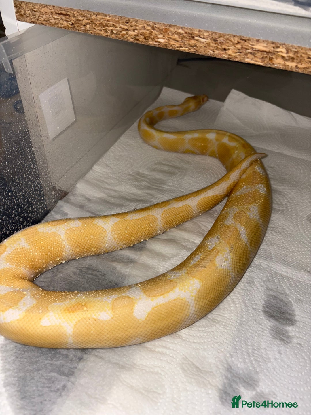 Python Snake reptiles for sale: BP mix - Advert 1