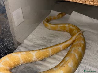 Python Snake reptiles BP mix - Advert 1