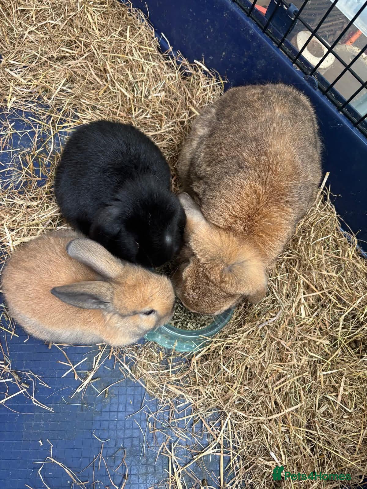 Mini Lop rabbits Gorgeous Mini Lops - Advert 14