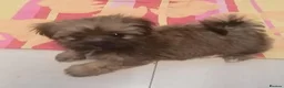 Shih Tzu dogs for sale: Shih  Tzu  girl  - Advert 6